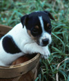 Jack Russell Pup